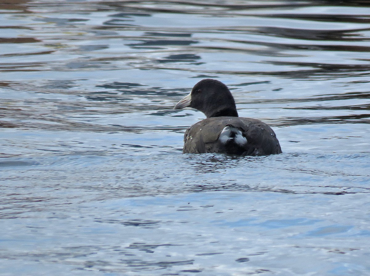 American Coot - ML504857701