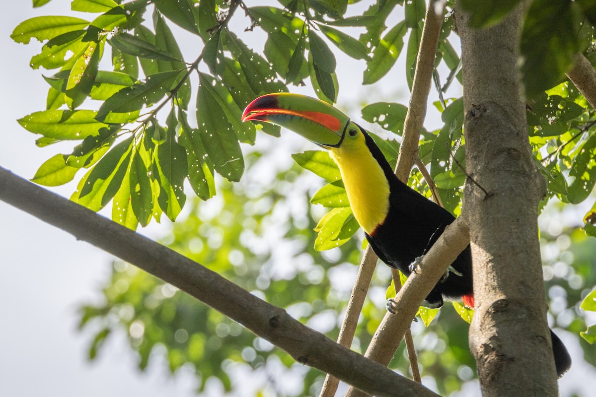 Keel-billed Toucan - ML504858101