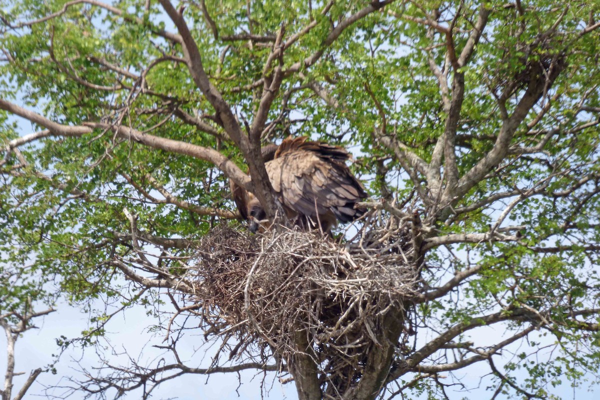 White-backed Vulture - Hugo Sánchez