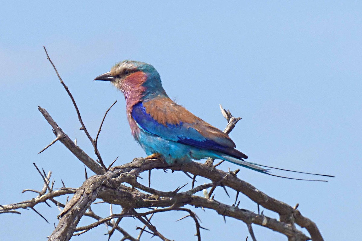 Lilac-breasted Roller - Hugo Sánchez