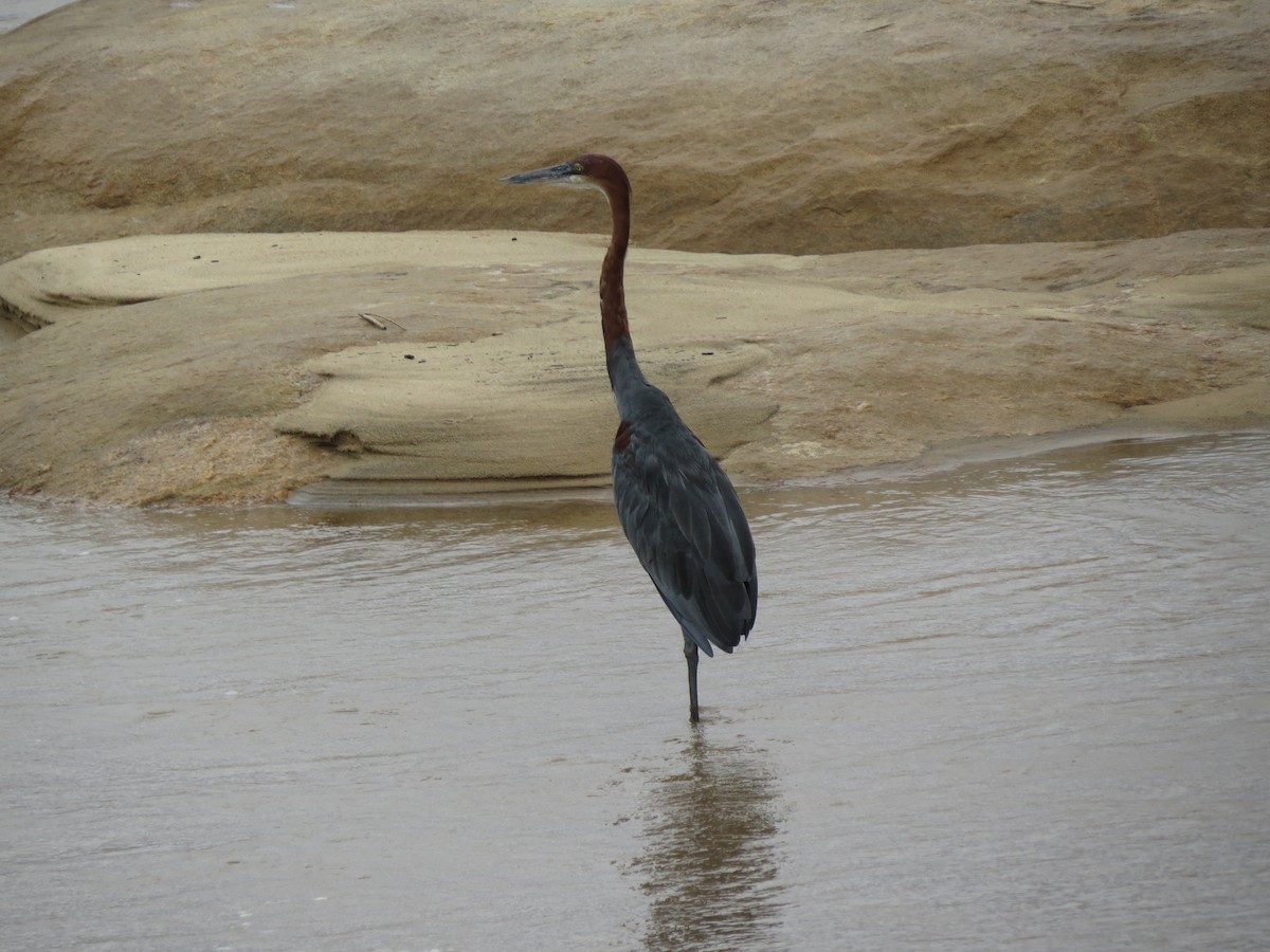 Goliath Heron - Marvin Rieck