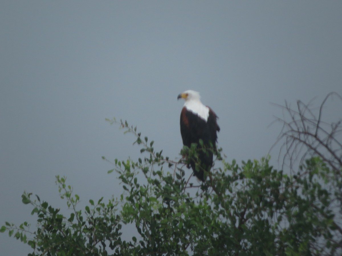African Fish-Eagle - ML504861121