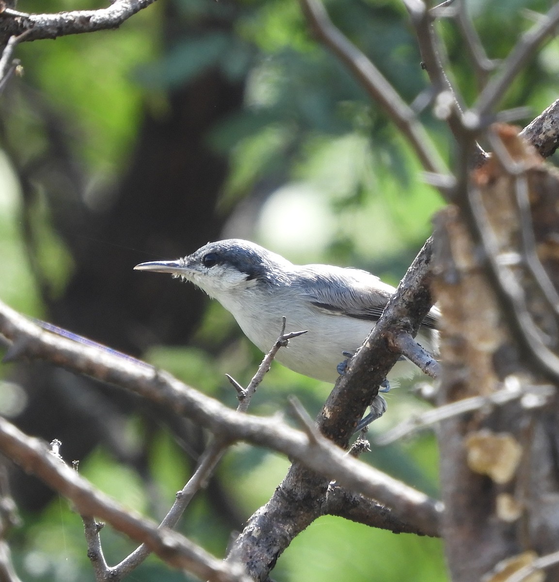 Tropical Gnatcatcher - ML504863101