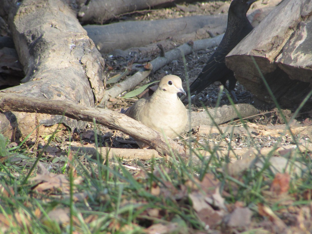 Mourning Dove - ML504864311