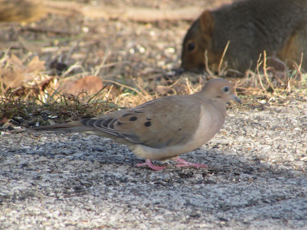 Mourning Dove - ML504864321