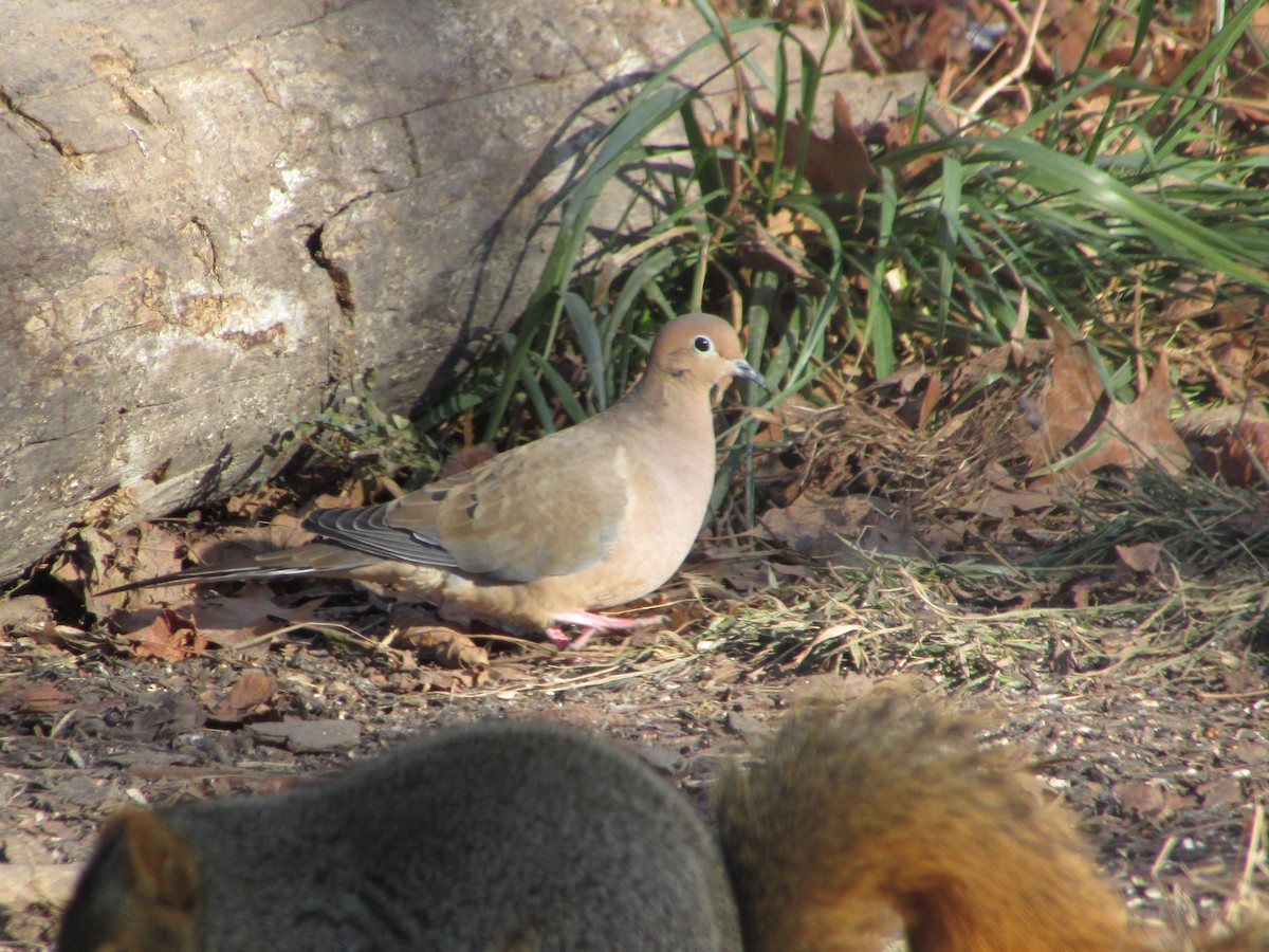 Mourning Dove - ML504864331