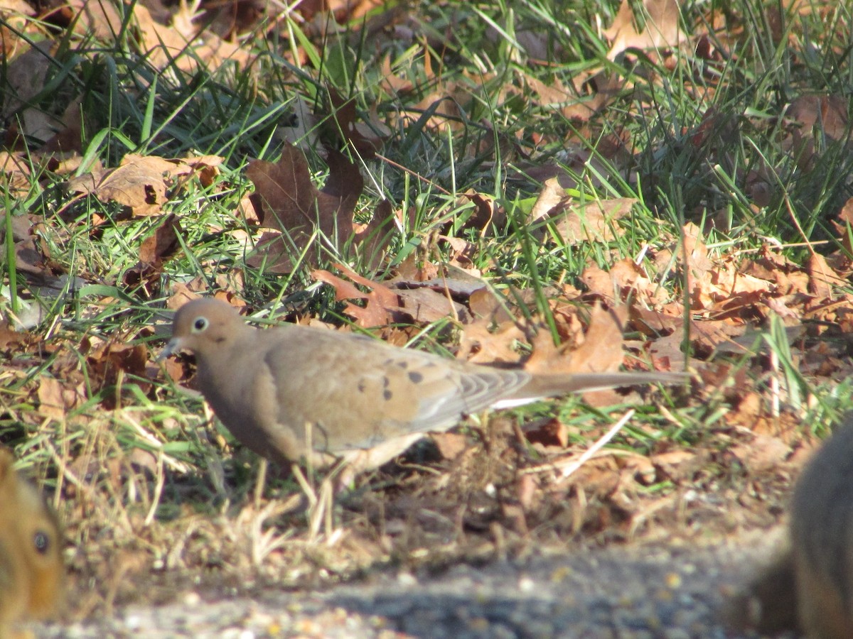 Mourning Dove - ML504864341