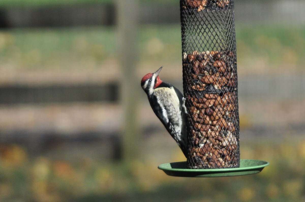 Yellow-bellied Sapsucker - ML504865111