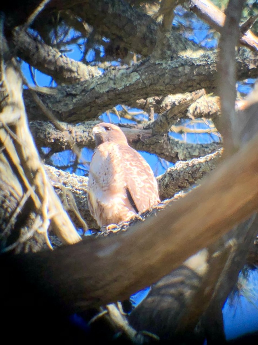Red-tailed Hawk - ML504865361