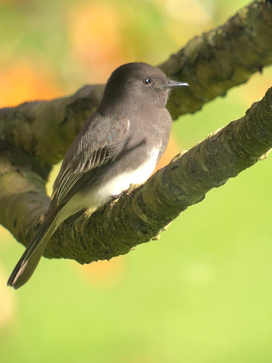 Black Phoebe - ML504865401