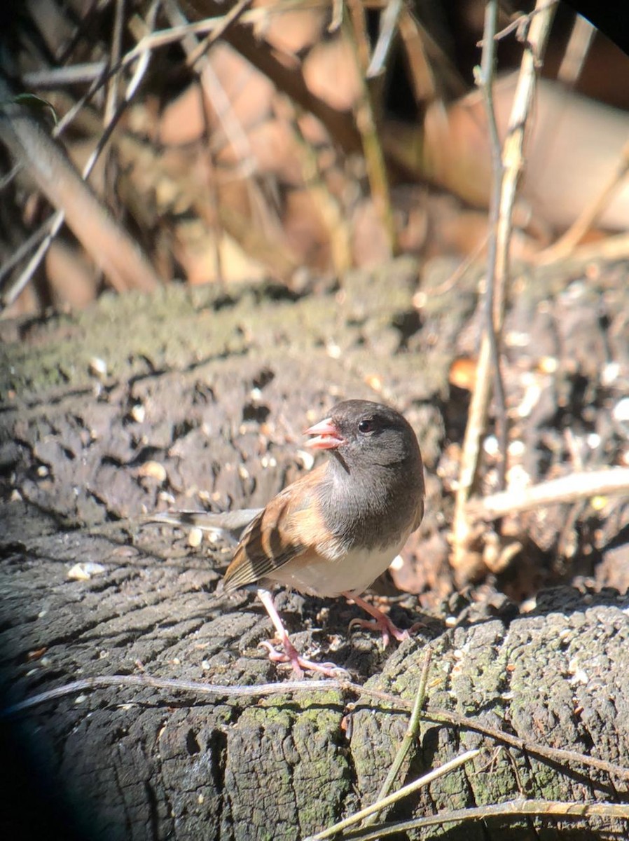 Dark-eyed Junco - ML504865471