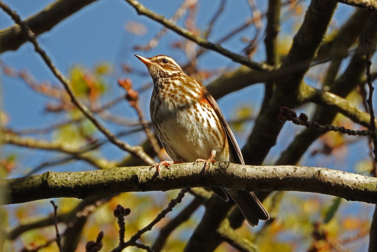 Redwing - ML504865701