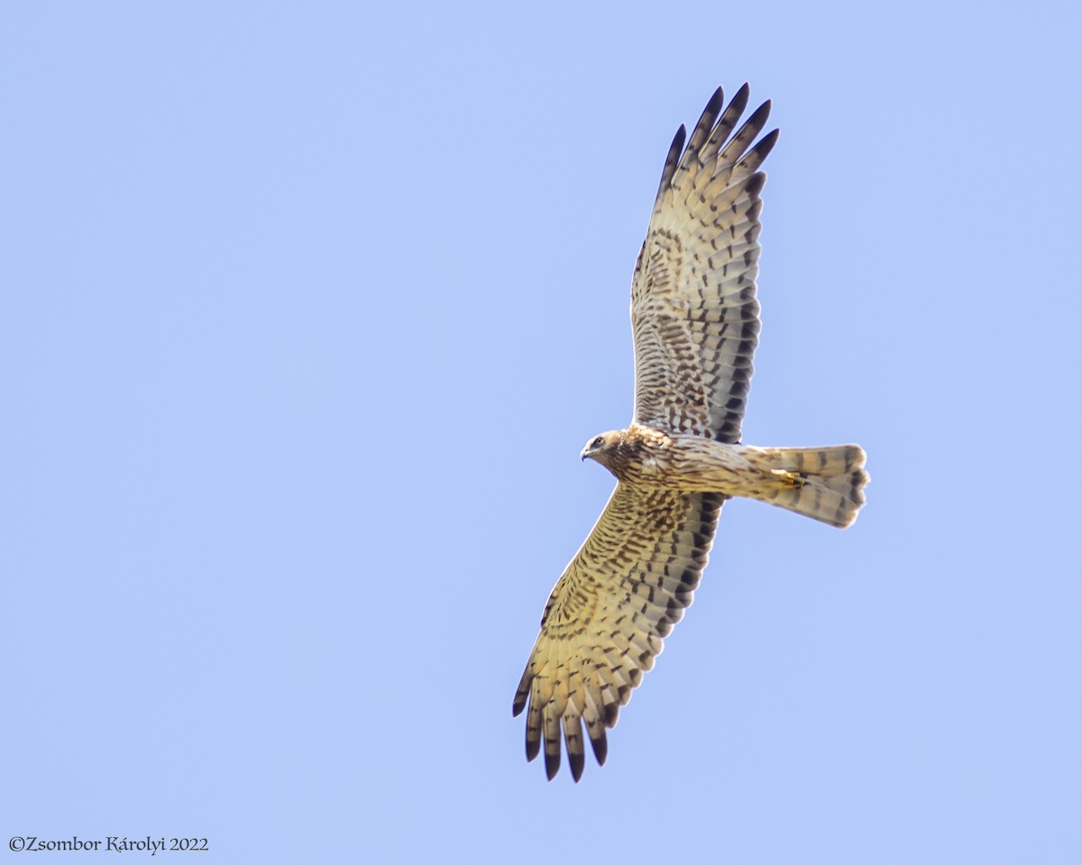 Papuan Harrier - ML504866151