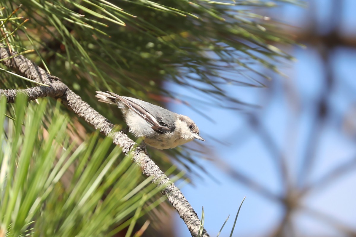 Pygmy Nuthatch - ML504866271
