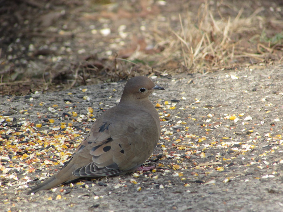 Mourning Dove - ML504866351