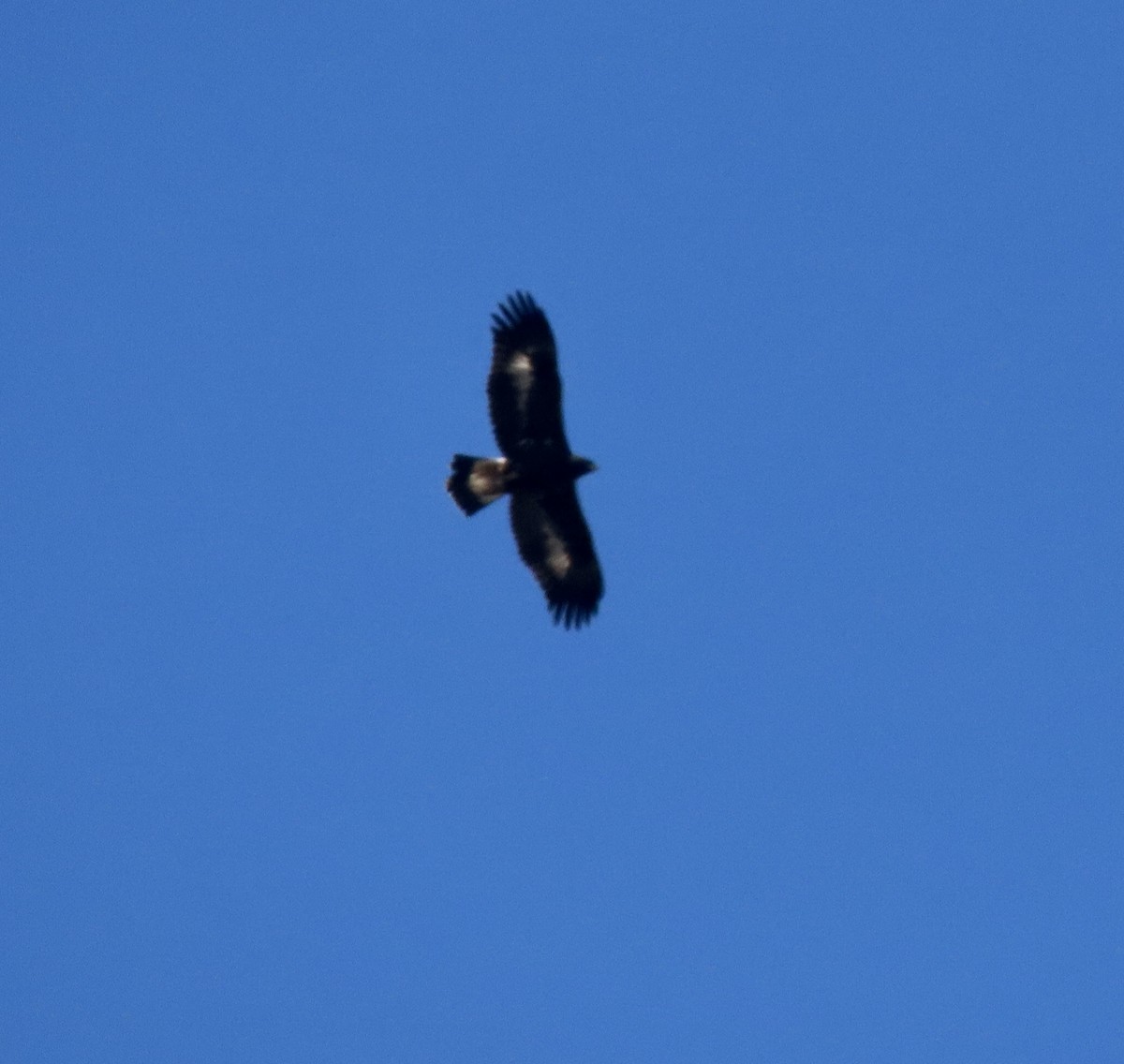 Golden Eagle - ML504866691