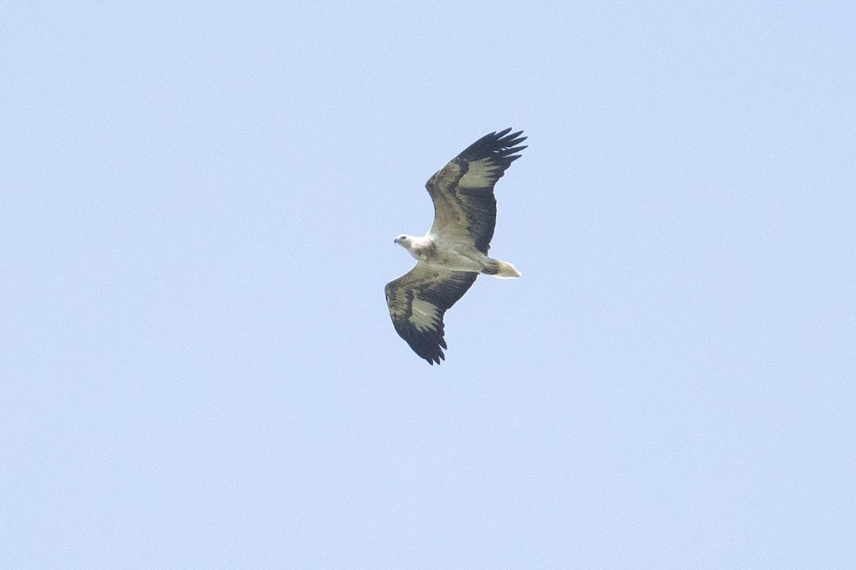 White-bellied Sea-Eagle - ML504867161