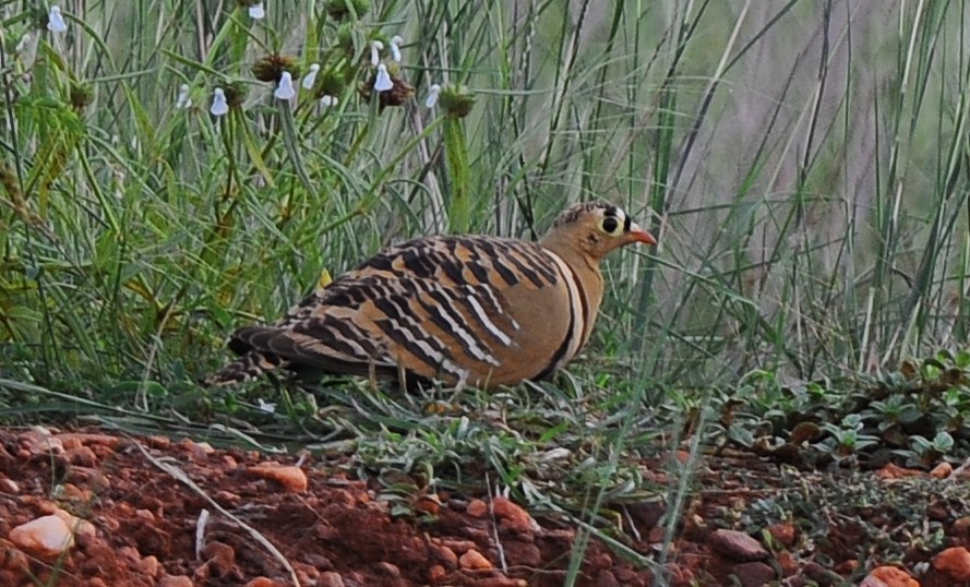 Painted Sandgrouse - ML504868391