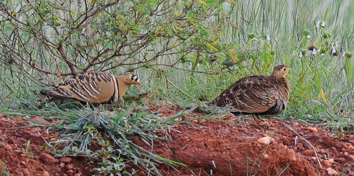 Painted Sandgrouse - ML504868401