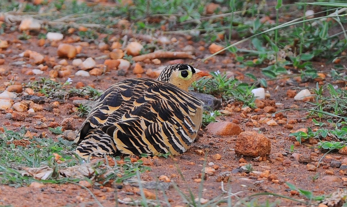 Painted Sandgrouse - ML504868421