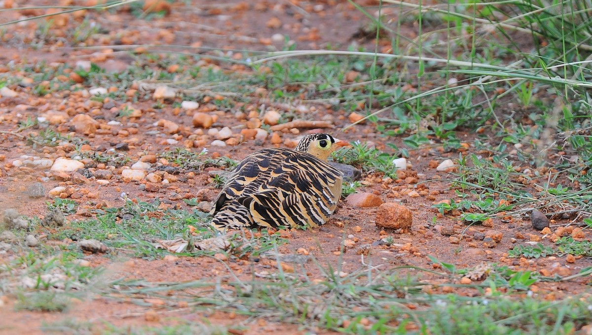 Painted Sandgrouse - ML504868431