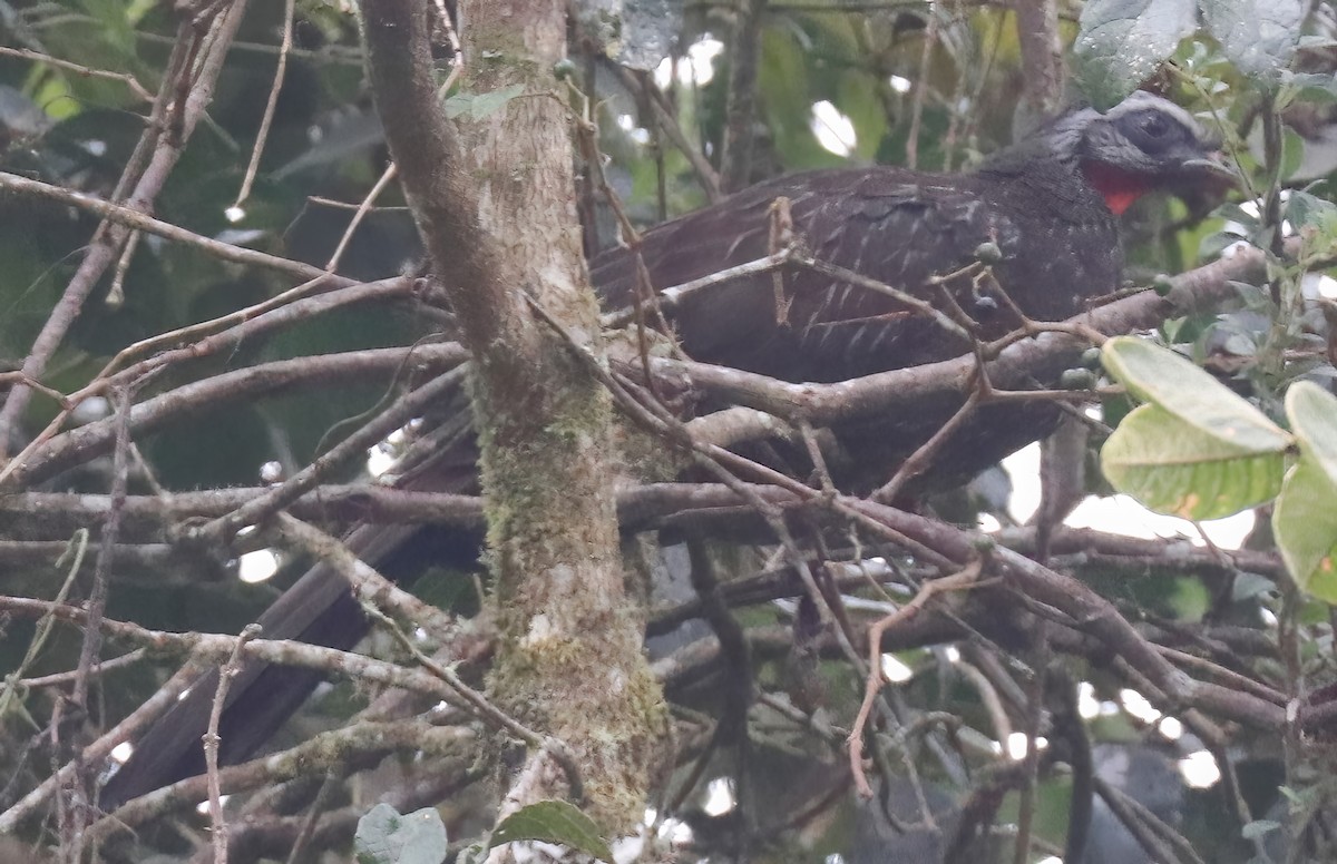 Andean Guan - ML504869171