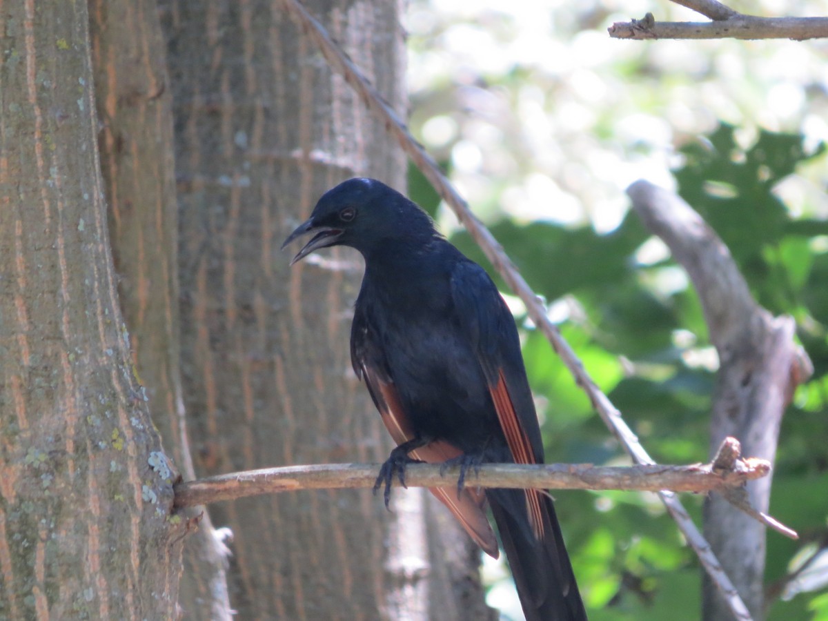 Red-winged Starling - ML504869681