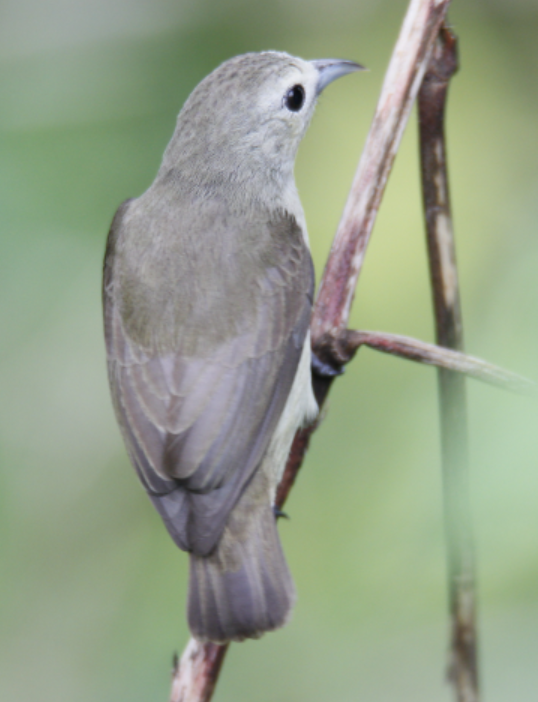 Nilgiri Flowerpecker - Subha Sarkar