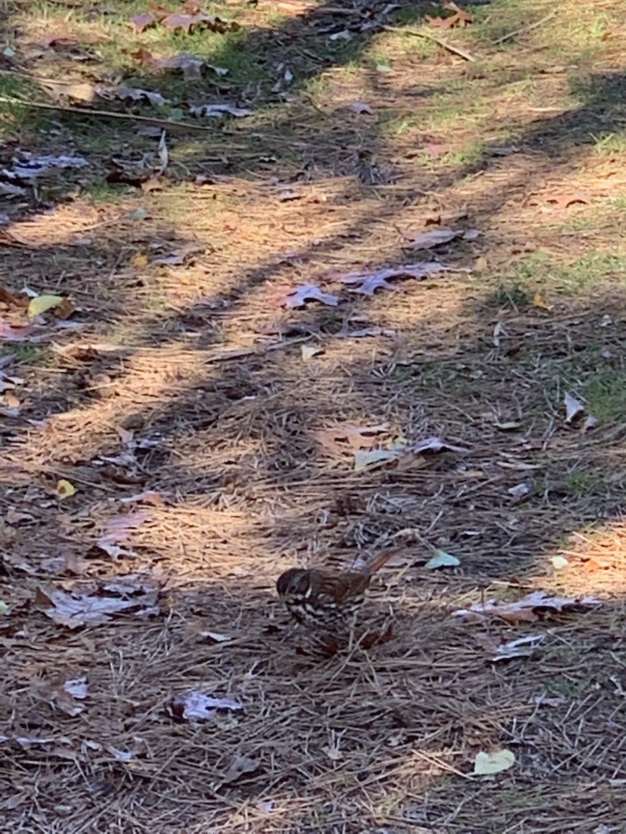 Fox Sparrow - ML504871031