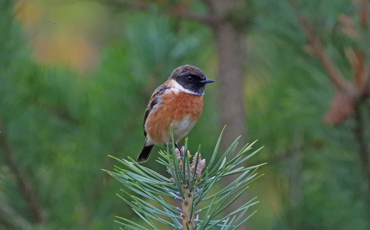 Schwarzkehlchen - ML504874081