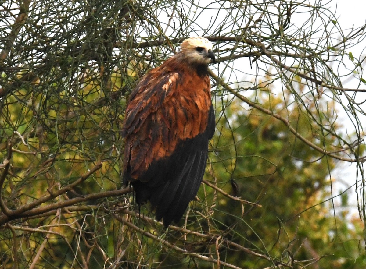 Black-collared Hawk - ML504874831