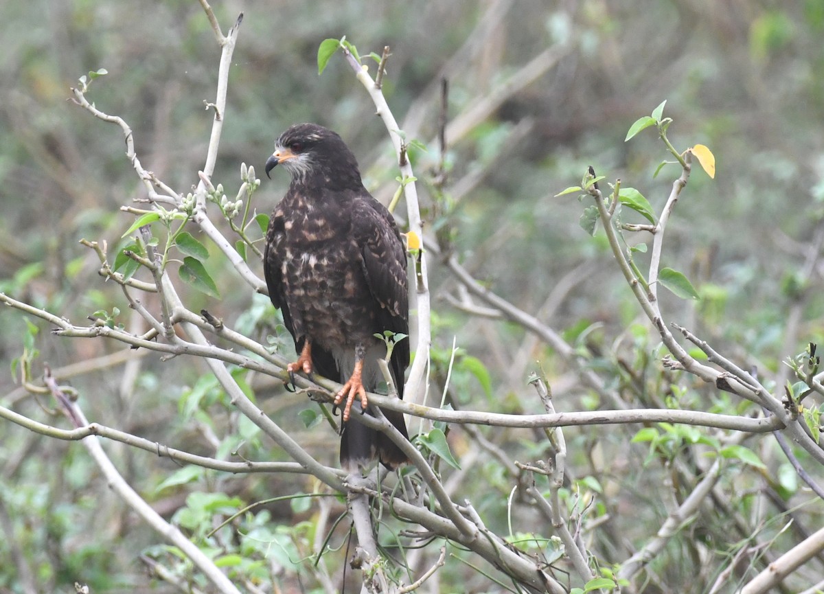 Schneckenbussard - ML504874901