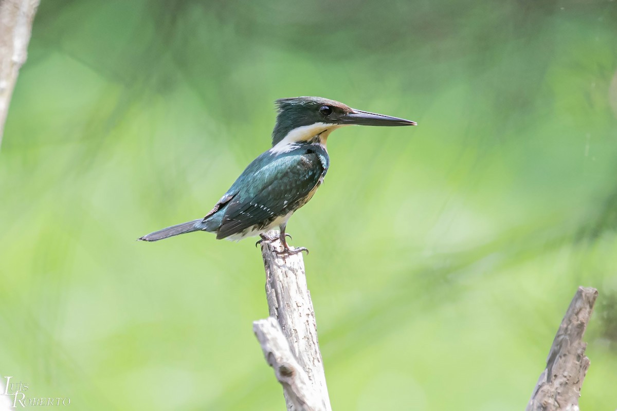 Green Kingfisher - Luis Roberto da Silva