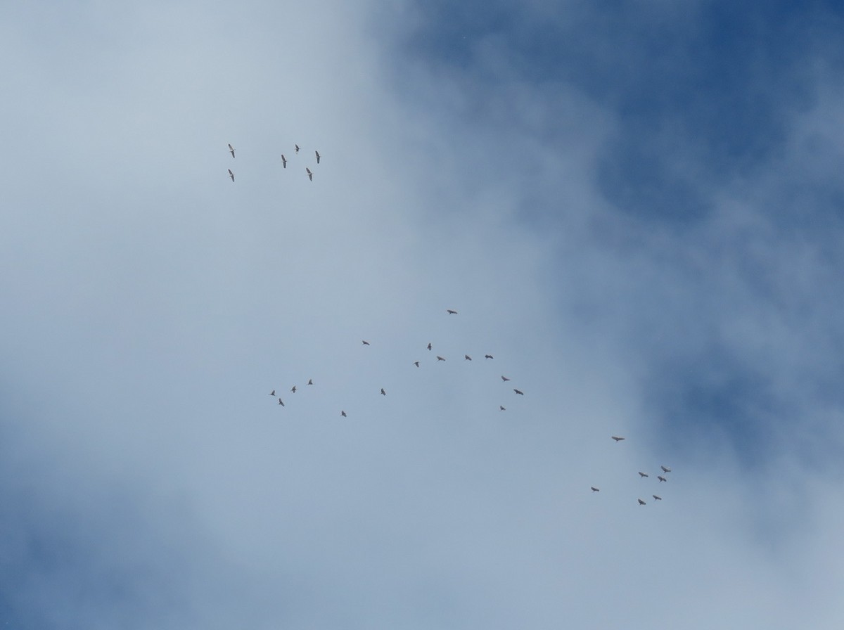 Sandhill Crane - ML504876861