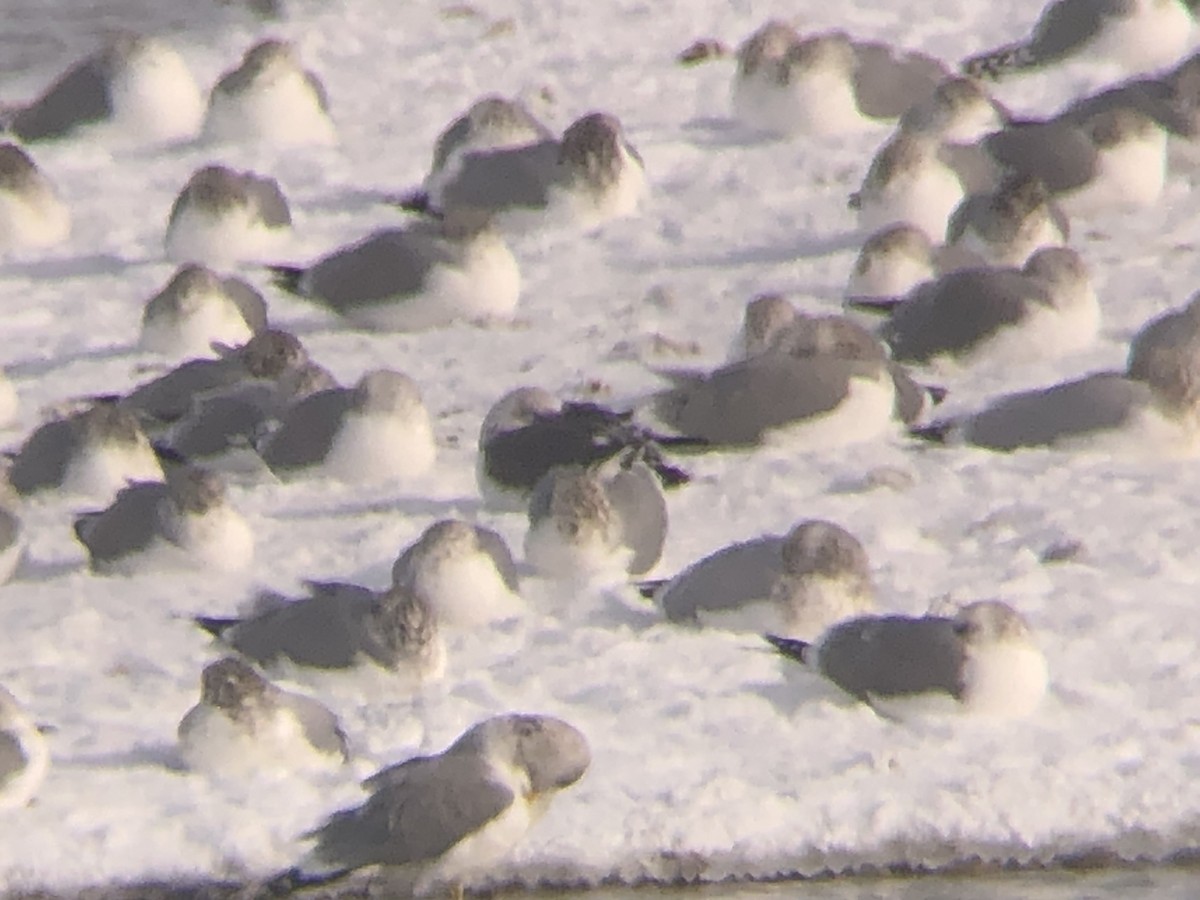 Lesser Black-backed Gull - ML504876881