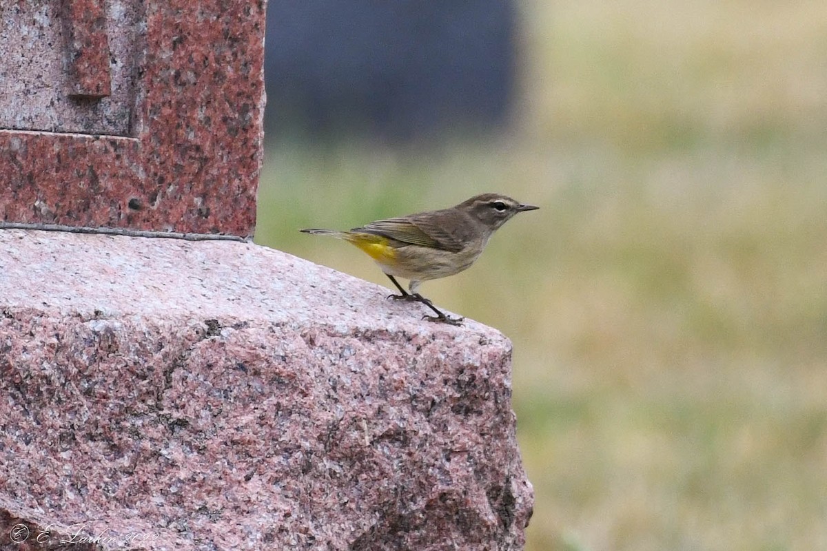 Palm Warbler - ML504877981