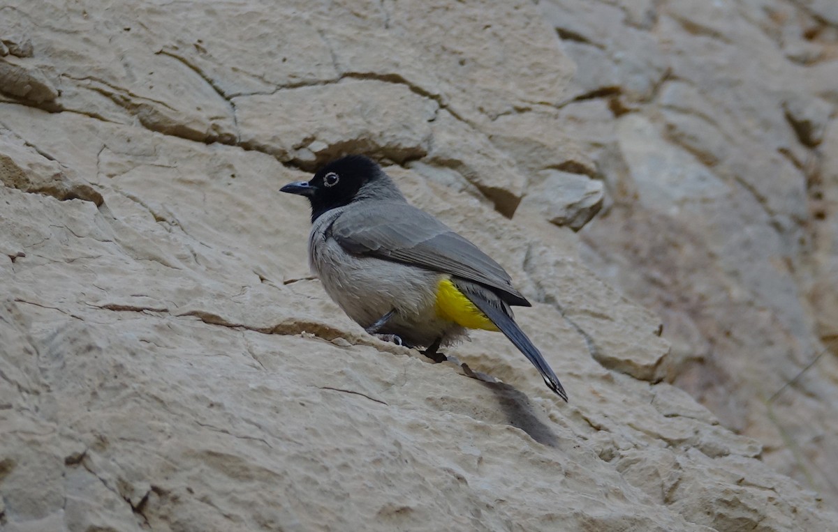 White-spectacled Bulbul - ML504878521