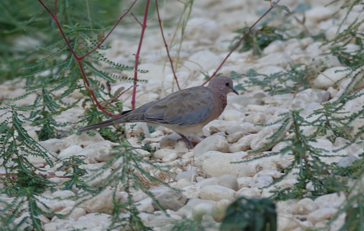 Laughing Dove - ML504878711