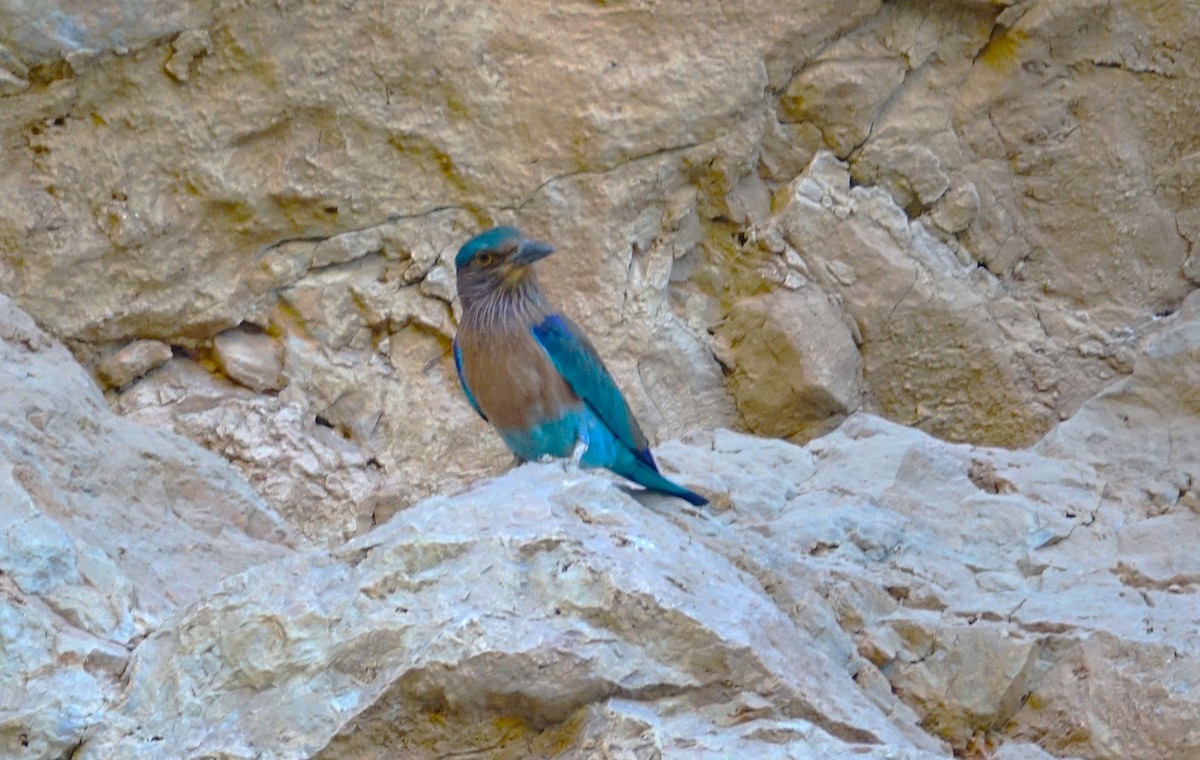 Indian Roller - ML504878871