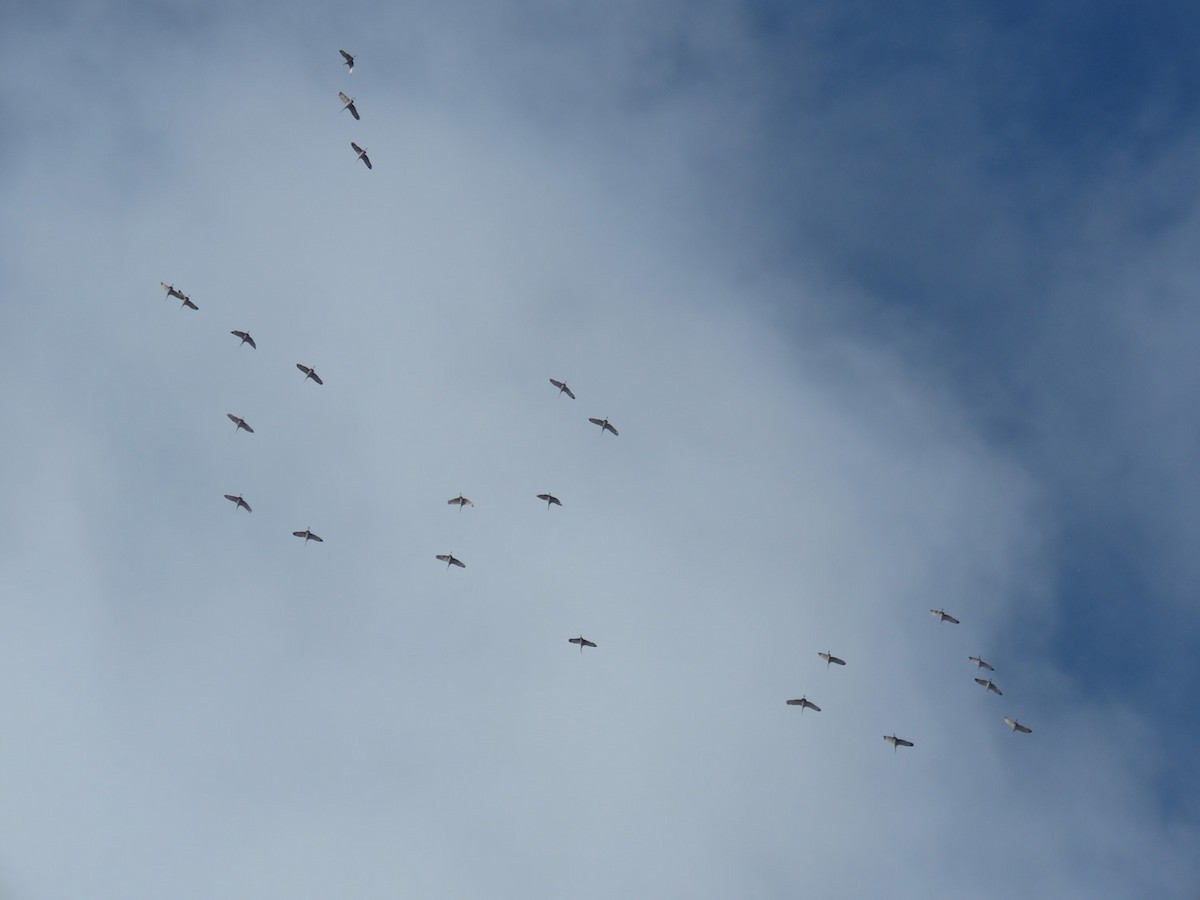 Sandhill Crane - ML504879151