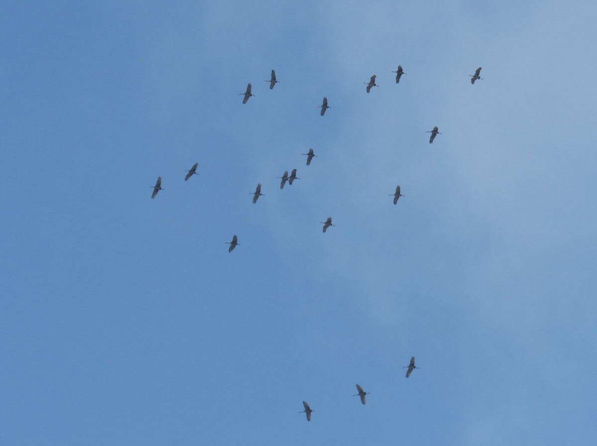 Sandhill Crane - ML504879271