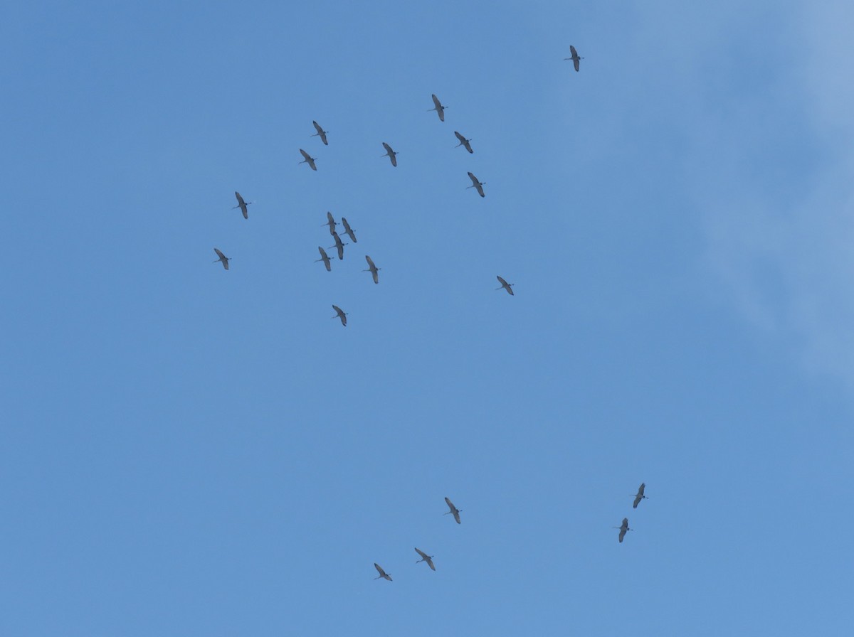 Sandhill Crane - ML504879281