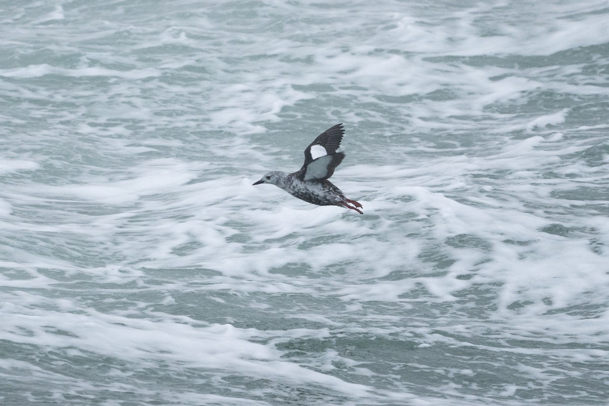 Black Guillemot - ML504881451