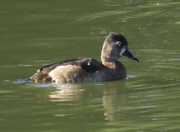 Ring-necked Duck - Nancy Salem