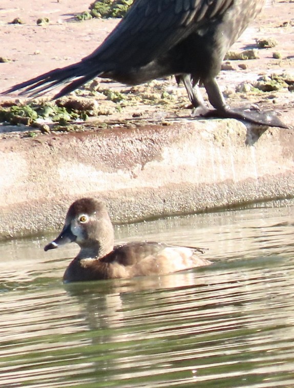 Ring-necked Duck - Nancy Salem