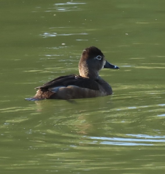 Ring-necked Duck - Nancy Salem