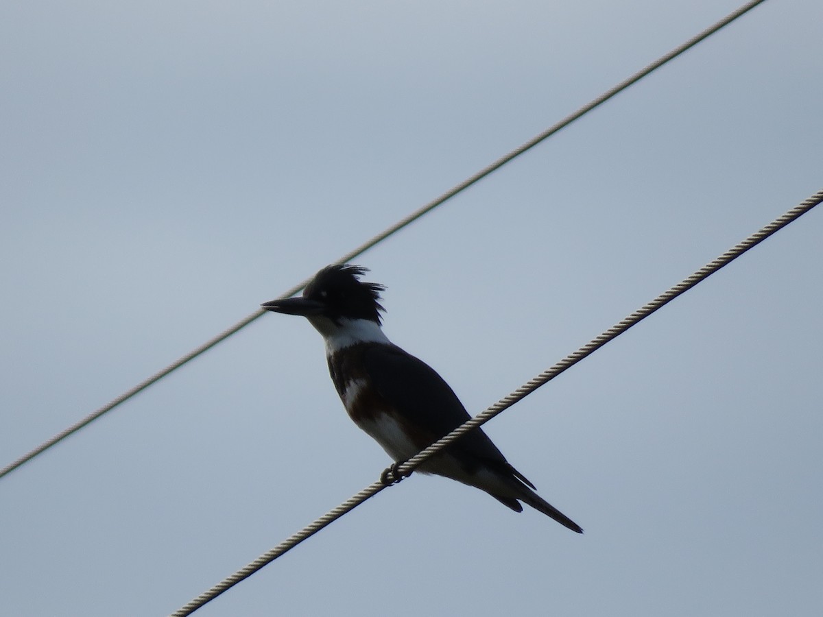 Belted Kingfisher - ML504882621