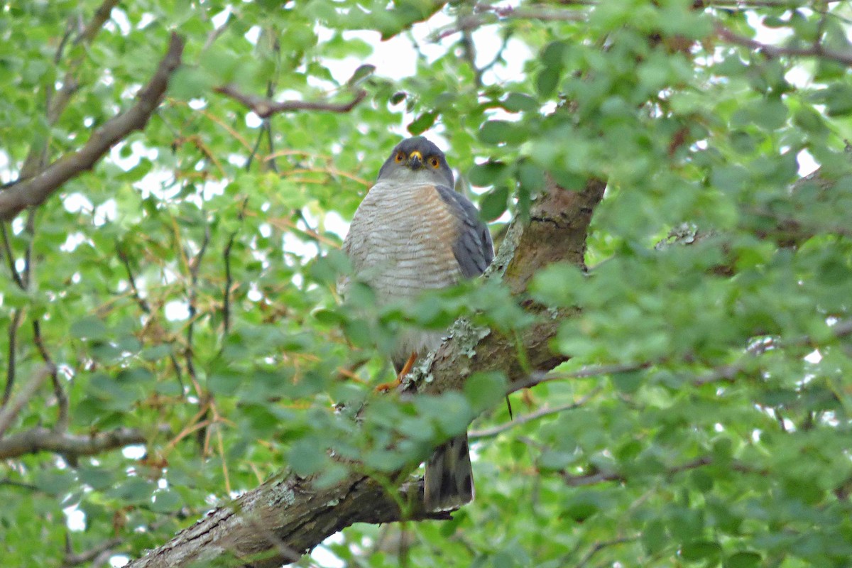 Little Sparrowhawk - ML504883711