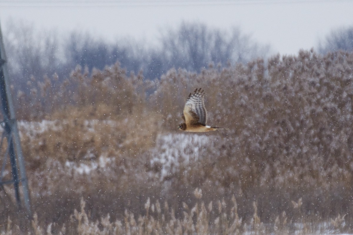 Northern Harrier - ML504884721