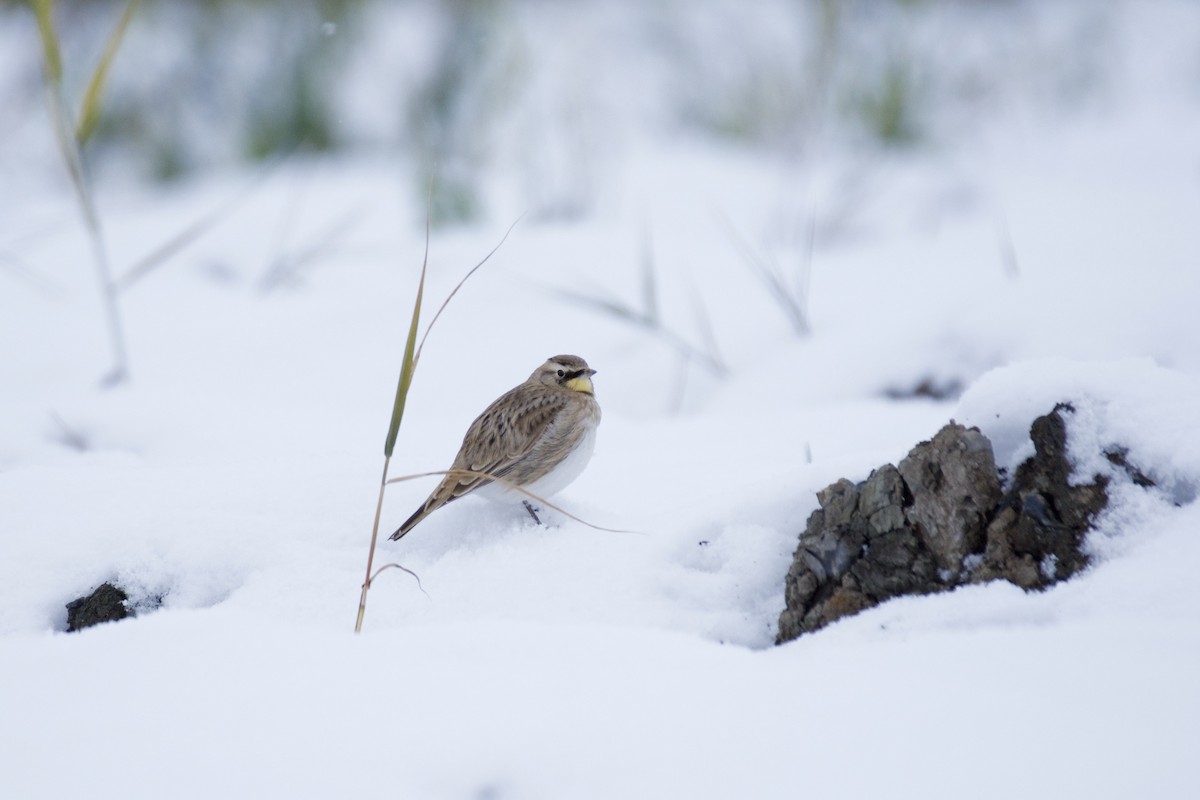 Horned Lark - ML504884891